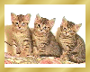 3 cute kitten