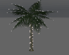 Palm tree w Lightss