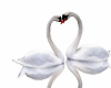 Love Swans Animated