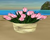 potted pink tulips