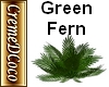 CDC-Plant-Fern Green