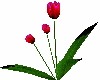 animated tulips