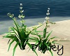 White Beach Wed Flower