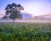 Spring meadow