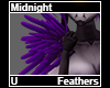Midnight Feathers