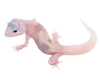 Gecko 2