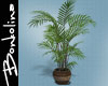 *B* Bch Hse Potted Palm