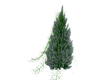 CHRISTMAS TREE 5082