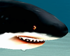 Black Shark anim.