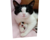 Cat 8