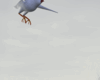 Love Doves