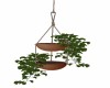 Hanging Plant
