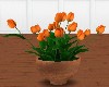 Pot of Orange Tulips