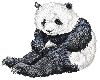  panda sticker
