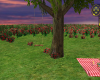 SUNSET ROSE PICNIC