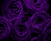 Purple Rose Couch Set