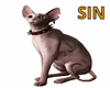 SIN Please Adopt me Cat