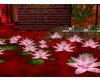 PinkLotusFlowers4Pond