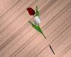 Red White Roses Pin