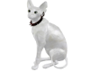 White Egyptian Cat