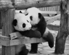 Kissing Pandas