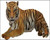 Tiger Pet Cats