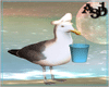A3D* Seagull