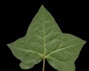 Pond leaf 