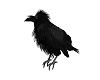 Animated Raven