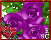 `Gift Roses Purple