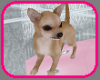 ( L ) Chihuahua Baby Dog