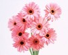 [BOO]Pink Daisy Boot