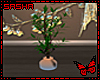 🌟 HummingBird Plant 1