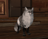 Grey Fox