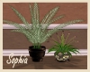 Family Villa Plants