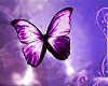Purple Butterfly Pic 5