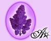 25th May Lilac