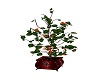 RED ROSE THORN PLANT