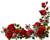 BUNDLE OF ROSES -2