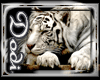 Bundle White Tiger