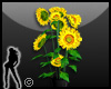 ~ Sunflowers