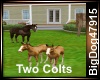 [BD] Two Colts