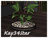 Sweet Tall Plant