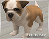 H. Baby Bulldog Puppy