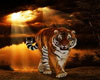 Animation  Tiger Pet