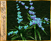 I~Spring Lily*Blue