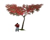 Red Flower Tree