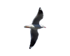 Small Flying Seagull