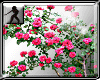 rose garden filler