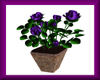 Flower *Roses Pot* lila